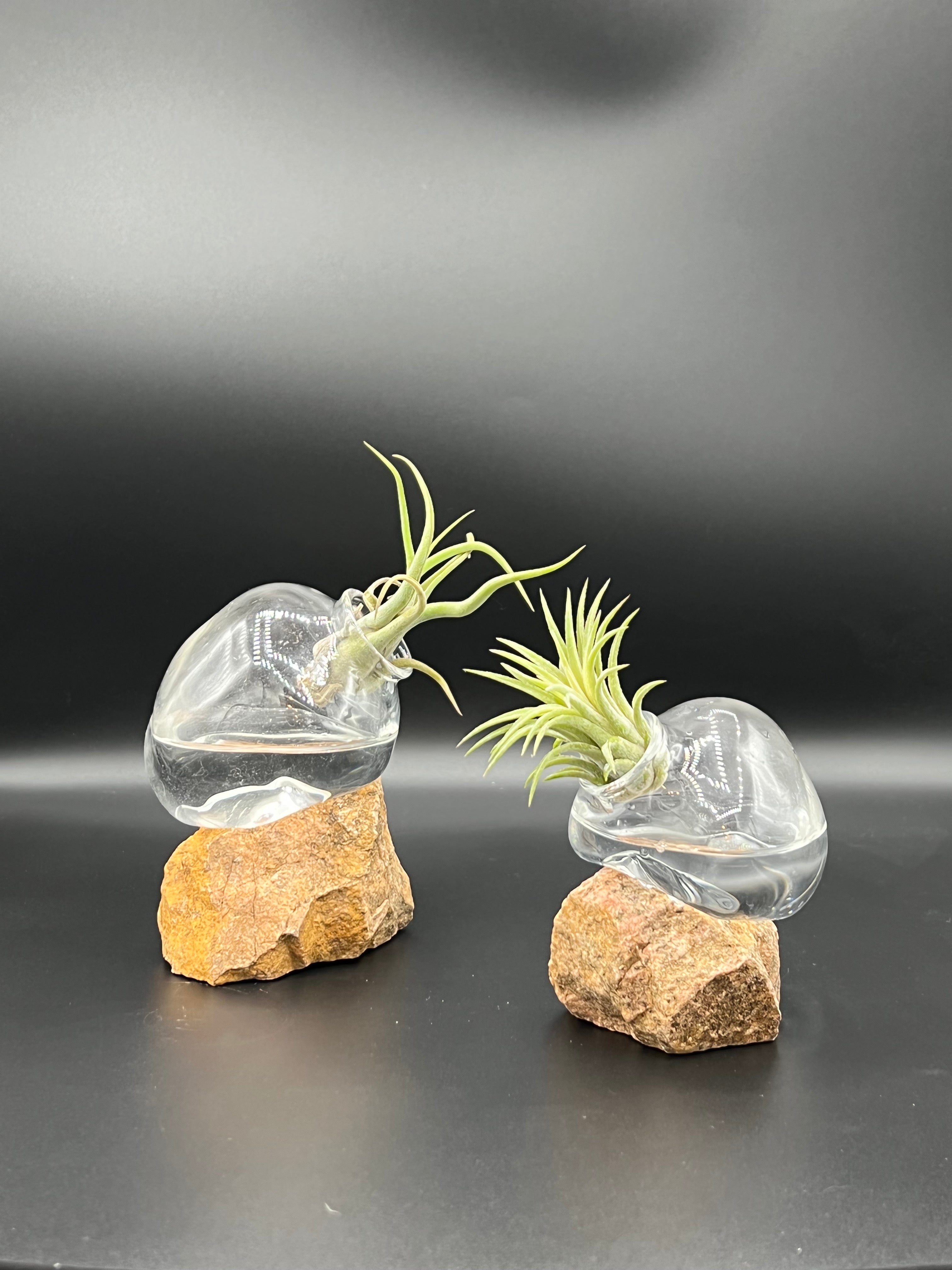 Air Plant Collection