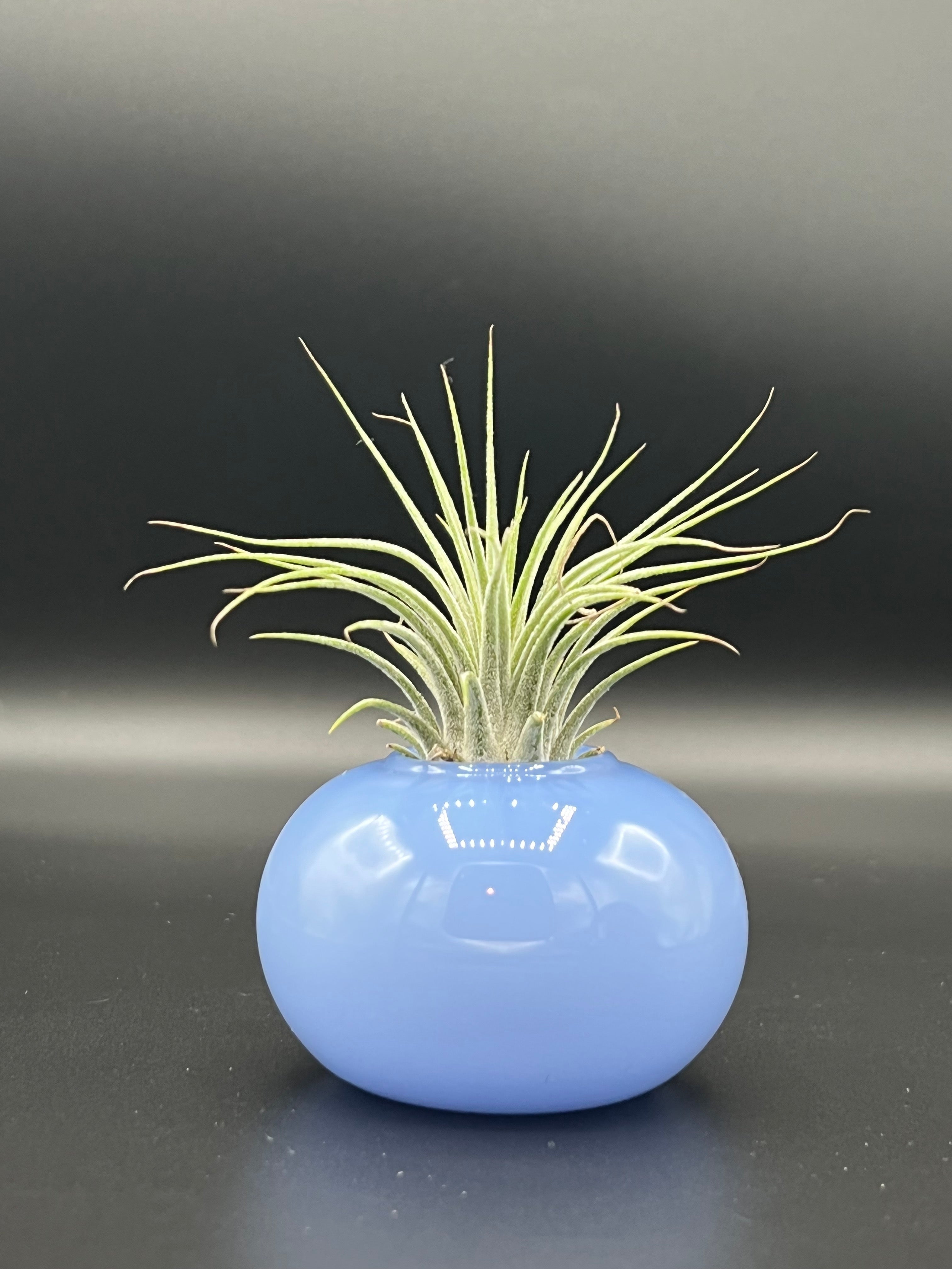 Lilac Air Plant Vase