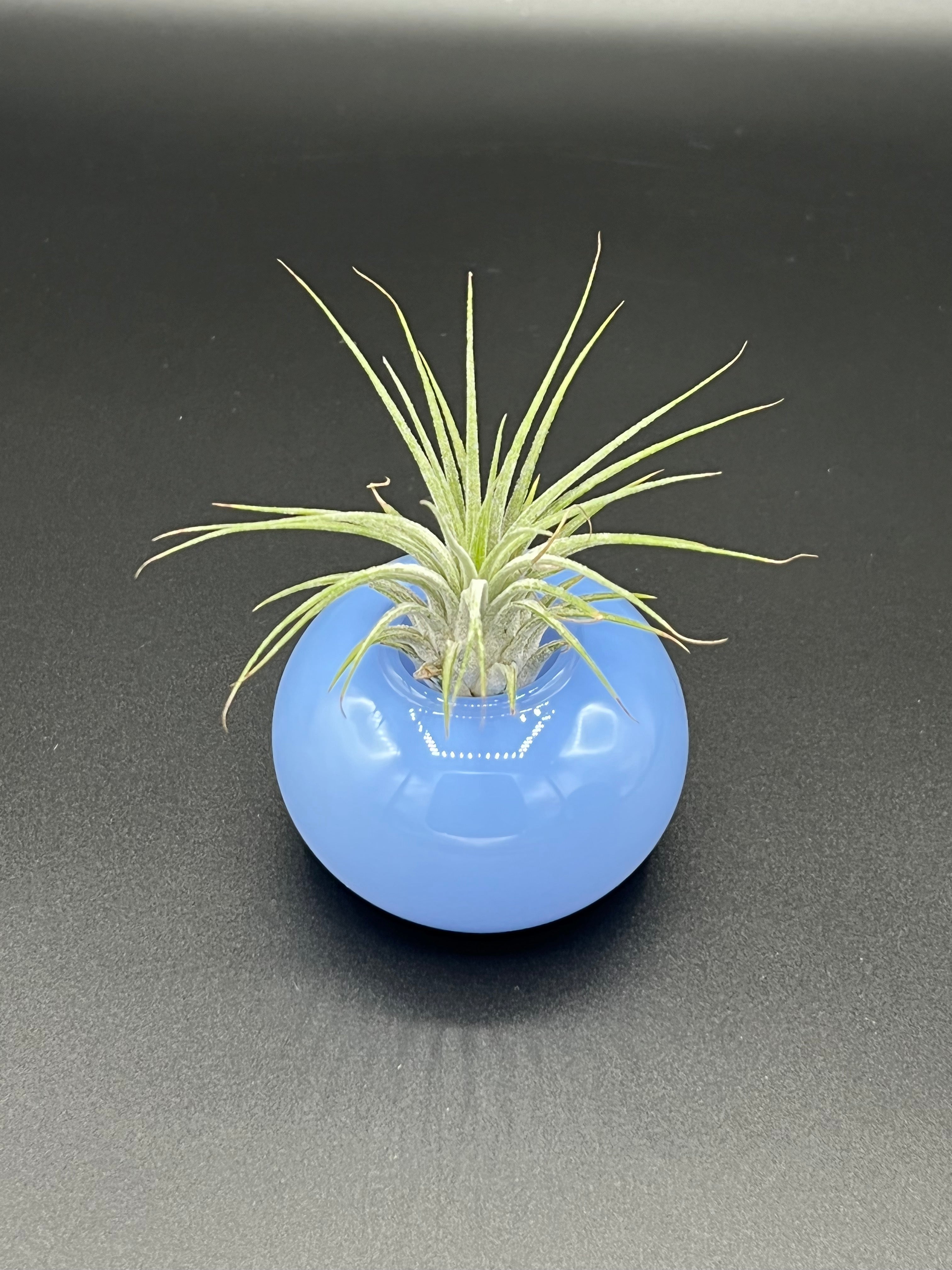 Lilac Air Plant Vase