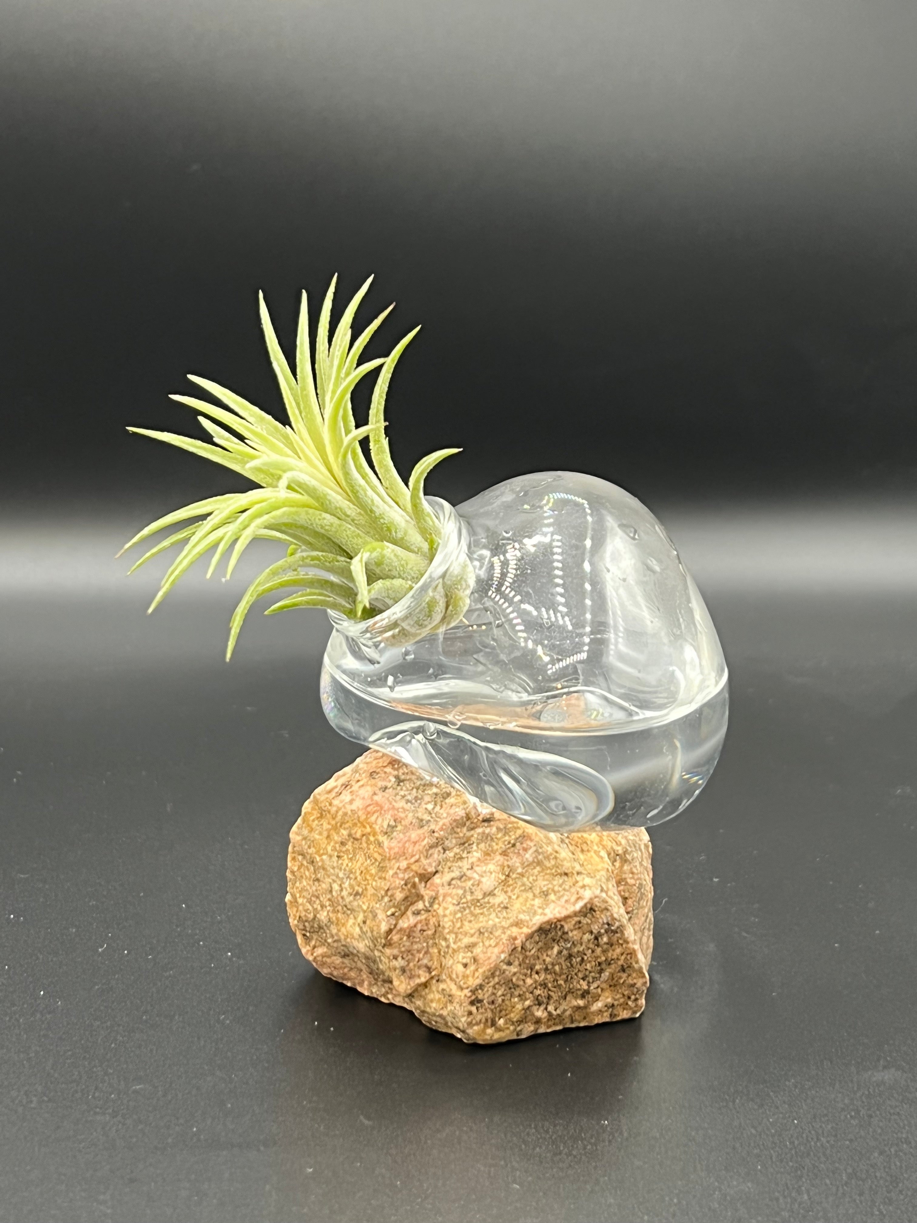 Clear Glass Rock Rest Air Plant Vase Set