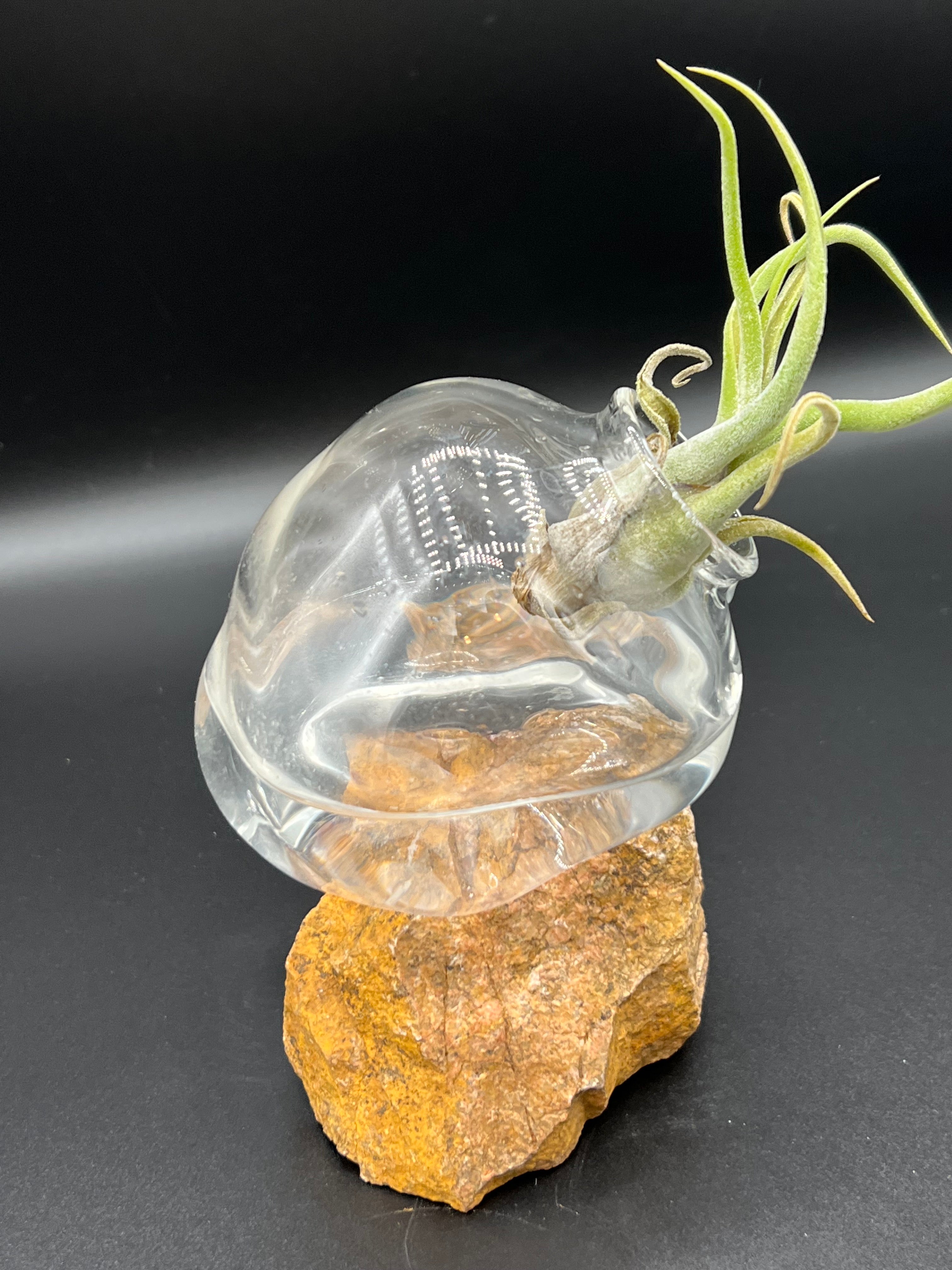 Clear Glass Rock Rest Air Plant Vase Set