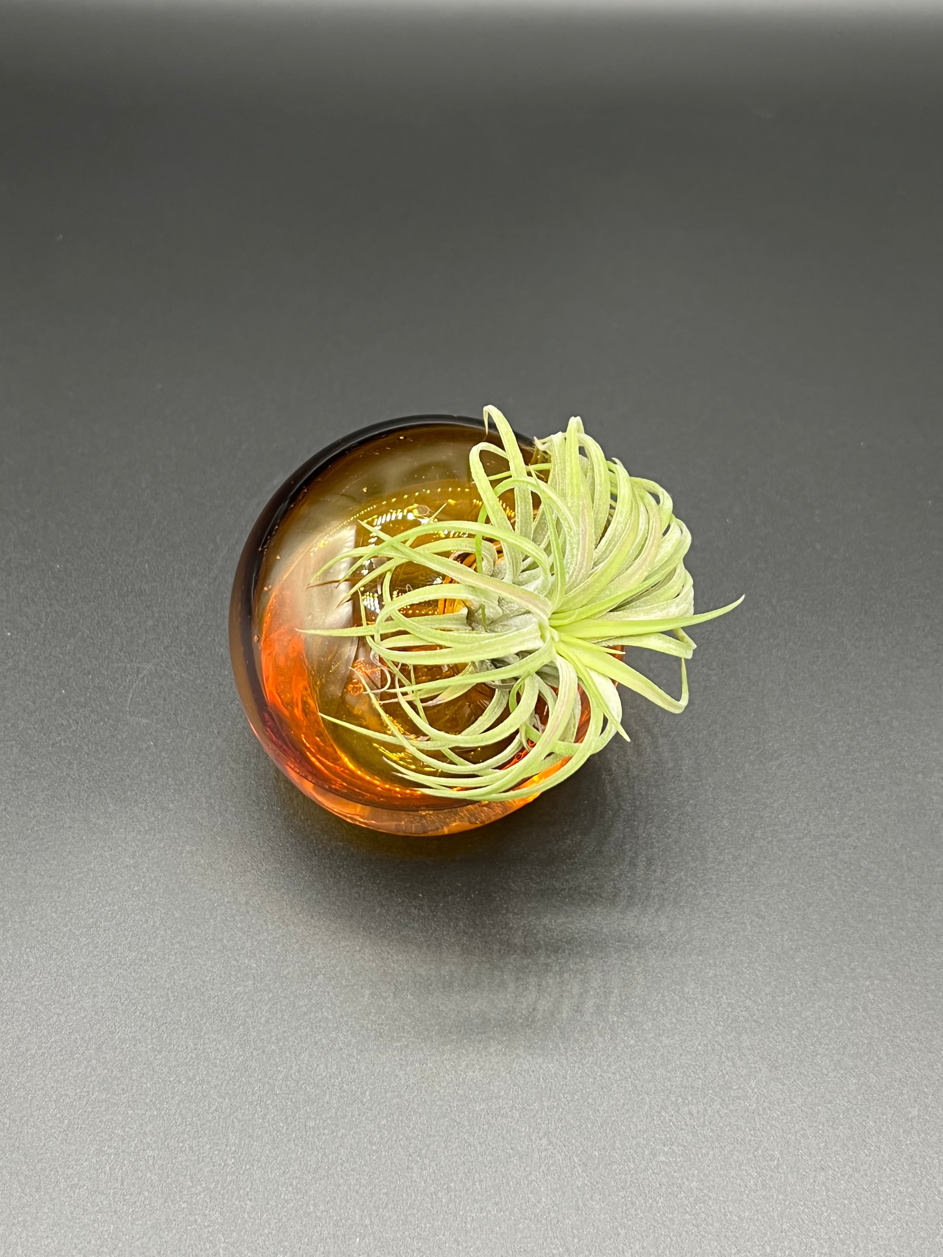 Amber Glass Asymmetrical Air Plant Vase